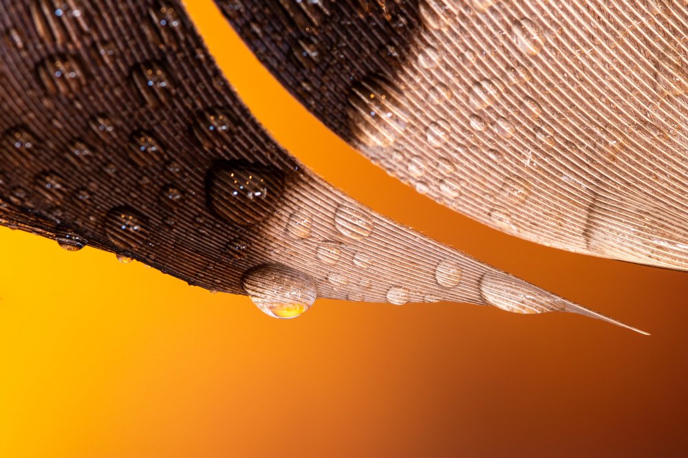 Photograph by Petro Hartman