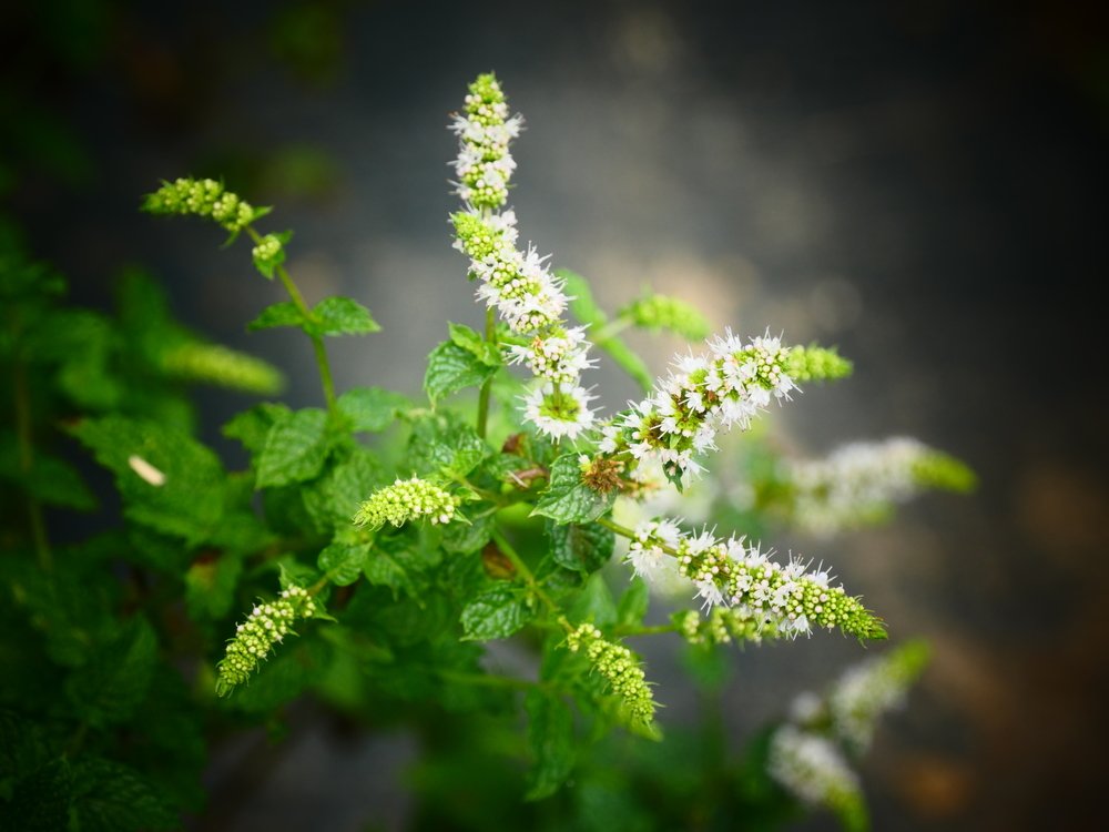 Цветение мяты.