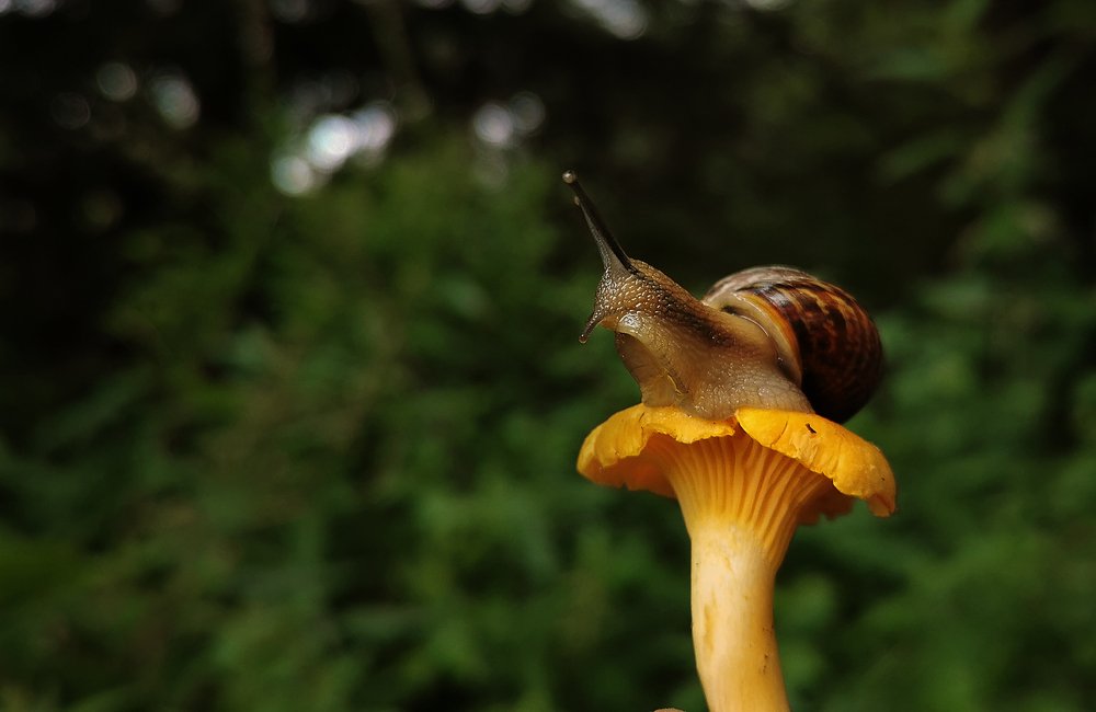 Photograph by Александр Шемятенков