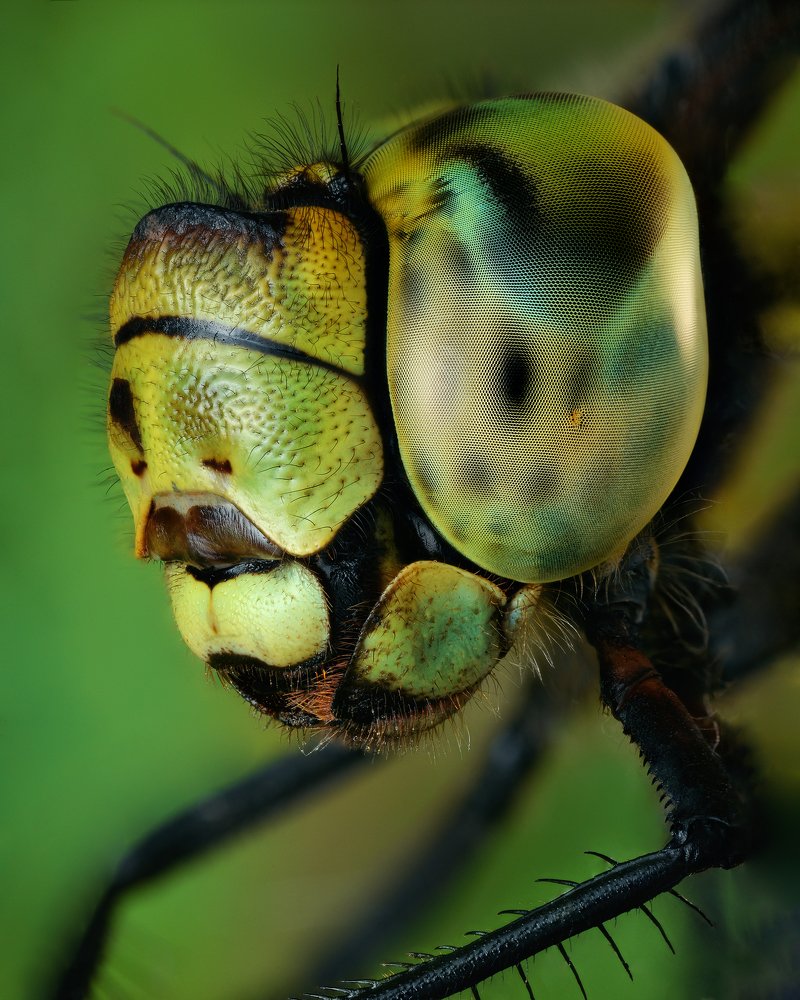 Идеальный организм