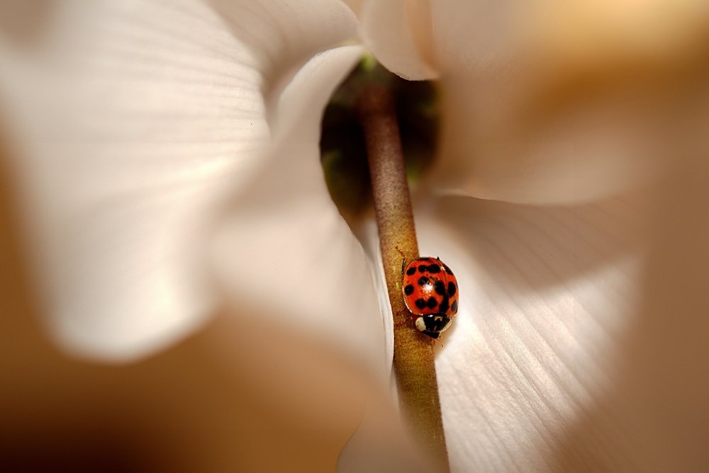 Photograph by Carlos Urrea