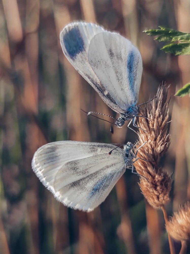 Photograph by Мария Фак