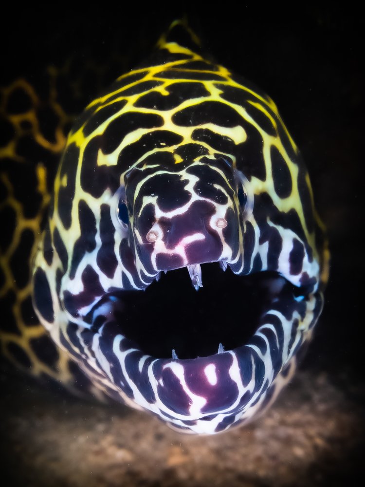 Photograph by Alexander Plakida