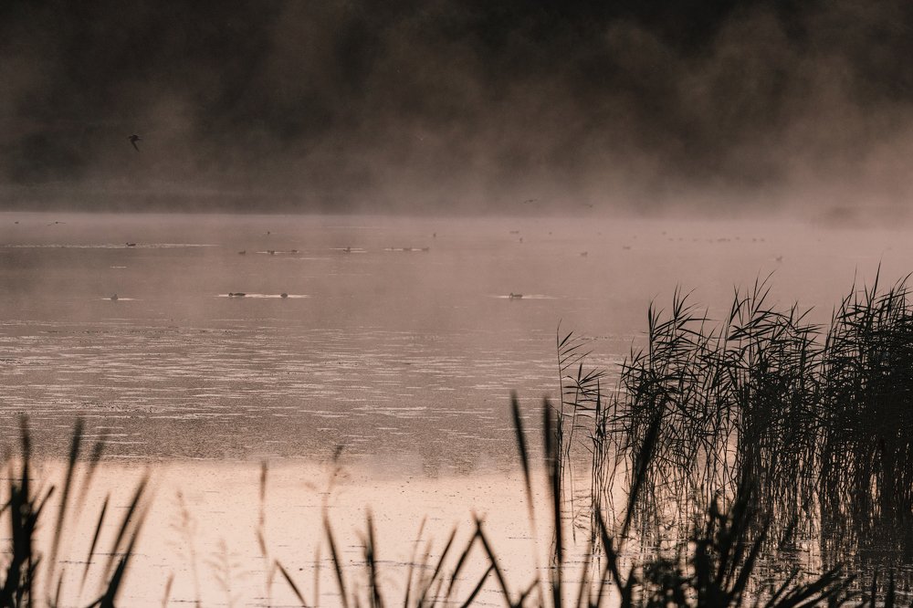 Фотография автора Майя Афзаал
