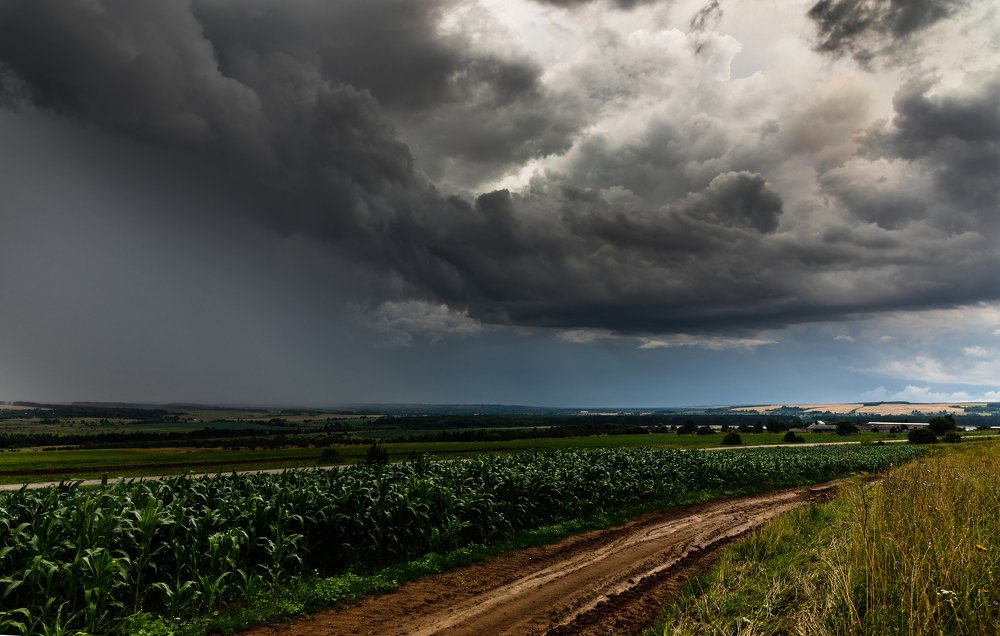 Кукурузное поле