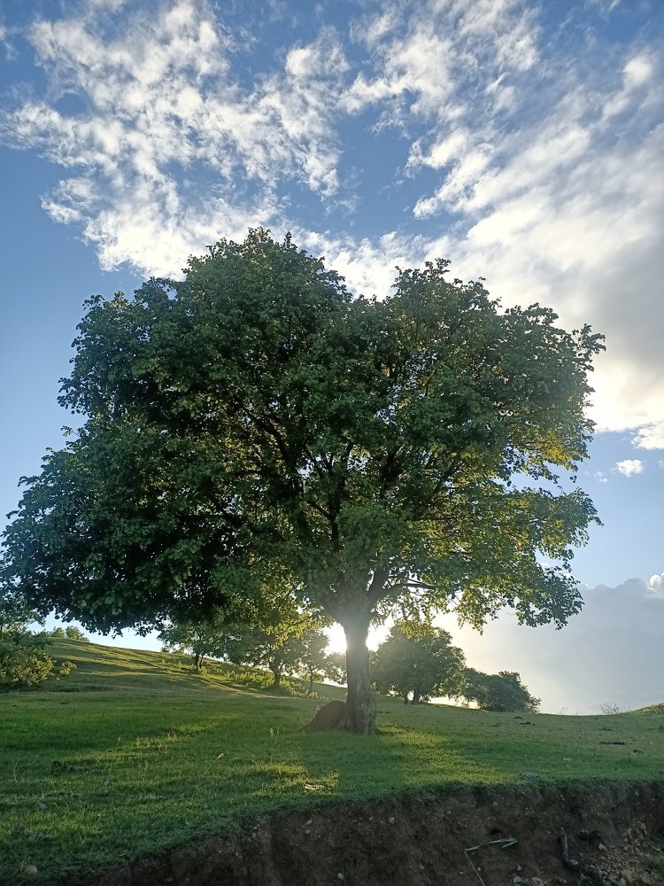 The Mother Tree