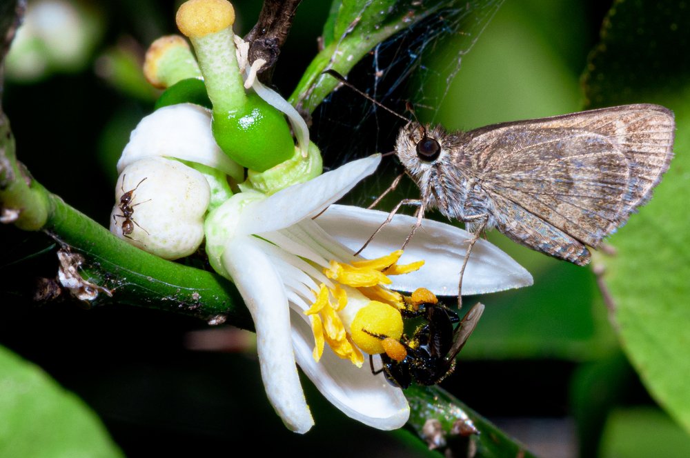 Vida en el Arbol de Limón