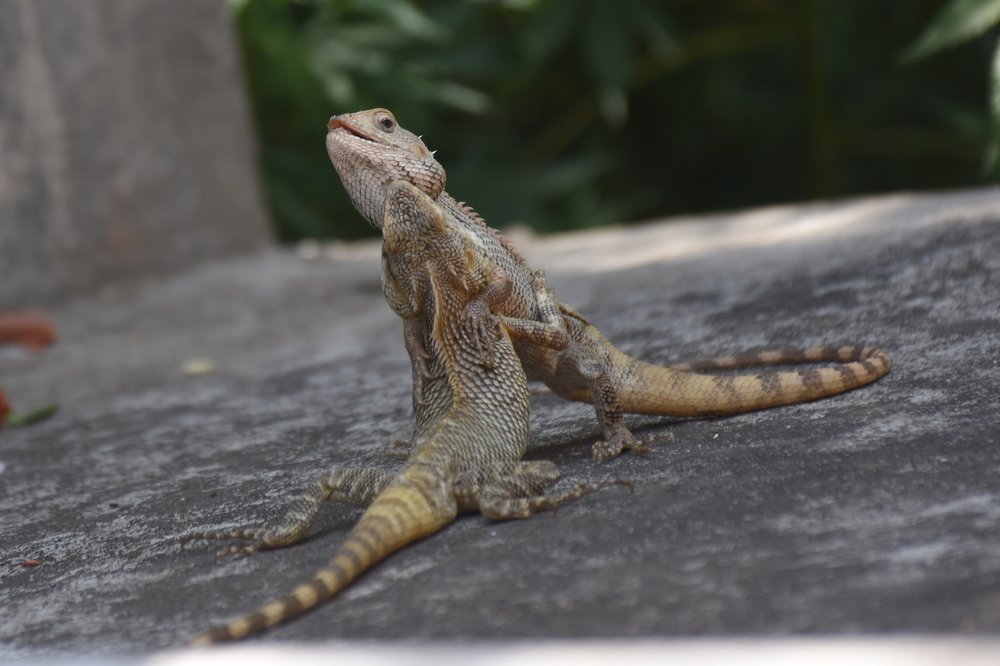 wildlife photography