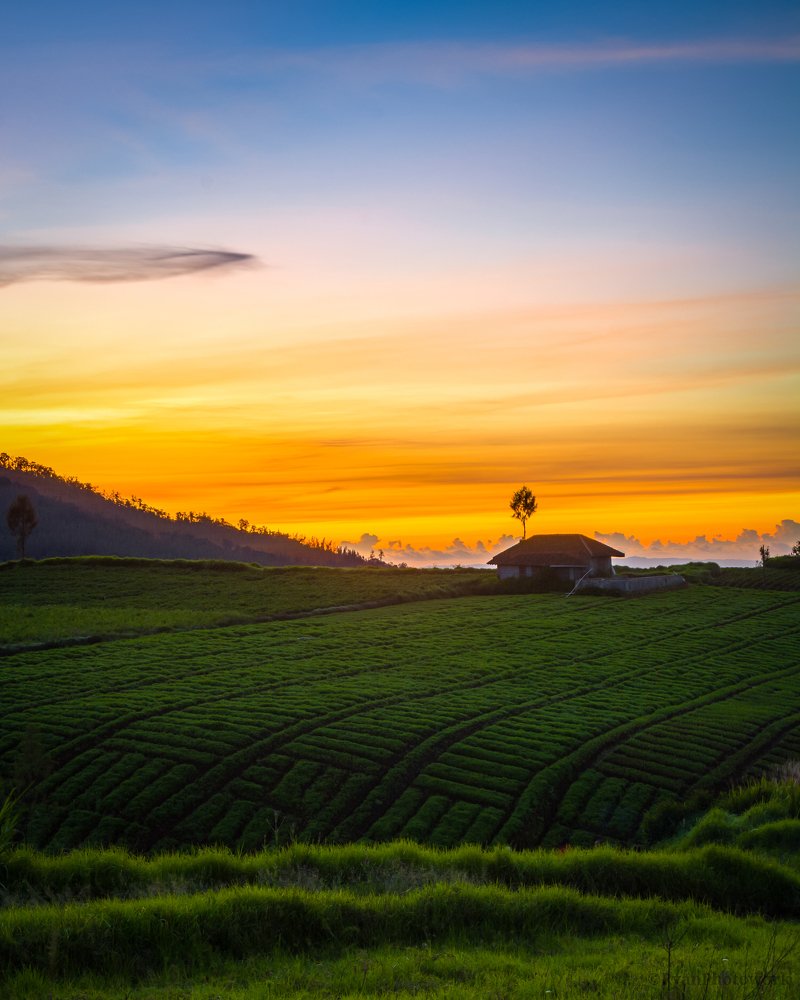 Photograph by Ryan Eko P