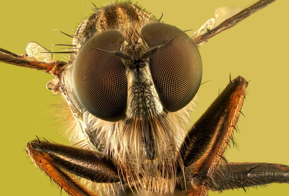 Ктырь  (лат. Asilidae)