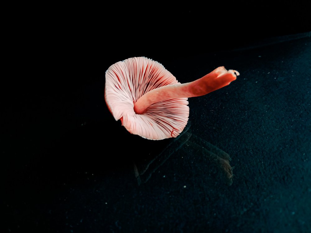 Photograph by Souvik Bhattacharyya