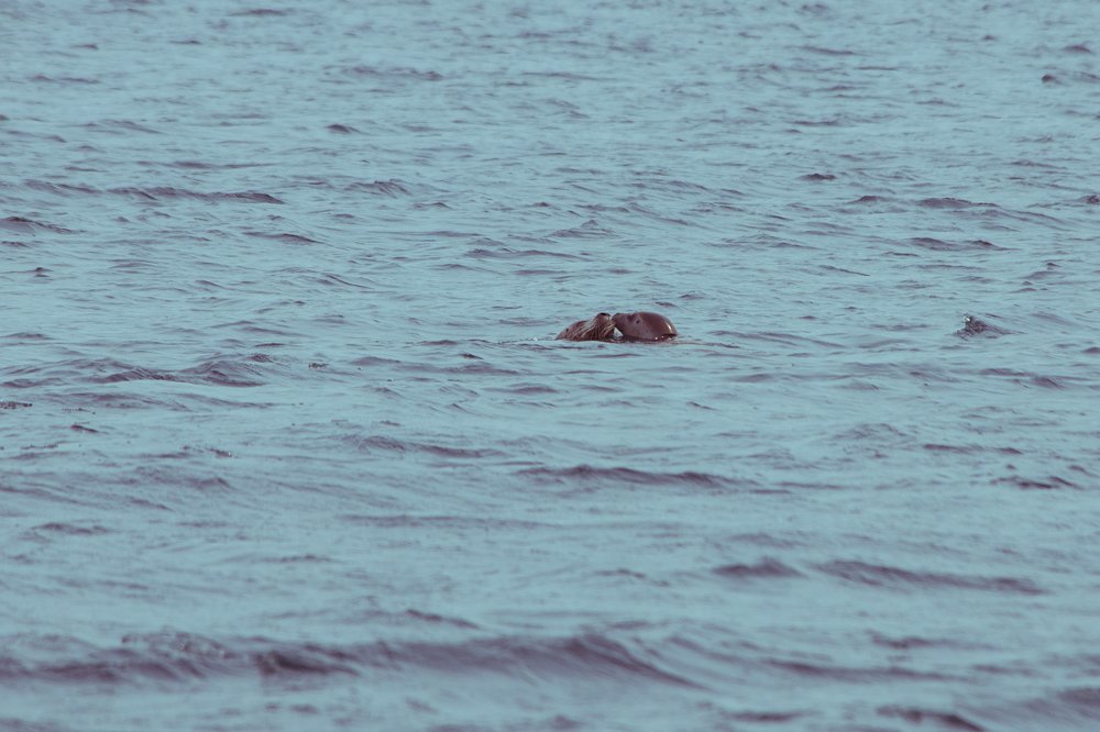 Морской поцелуй.