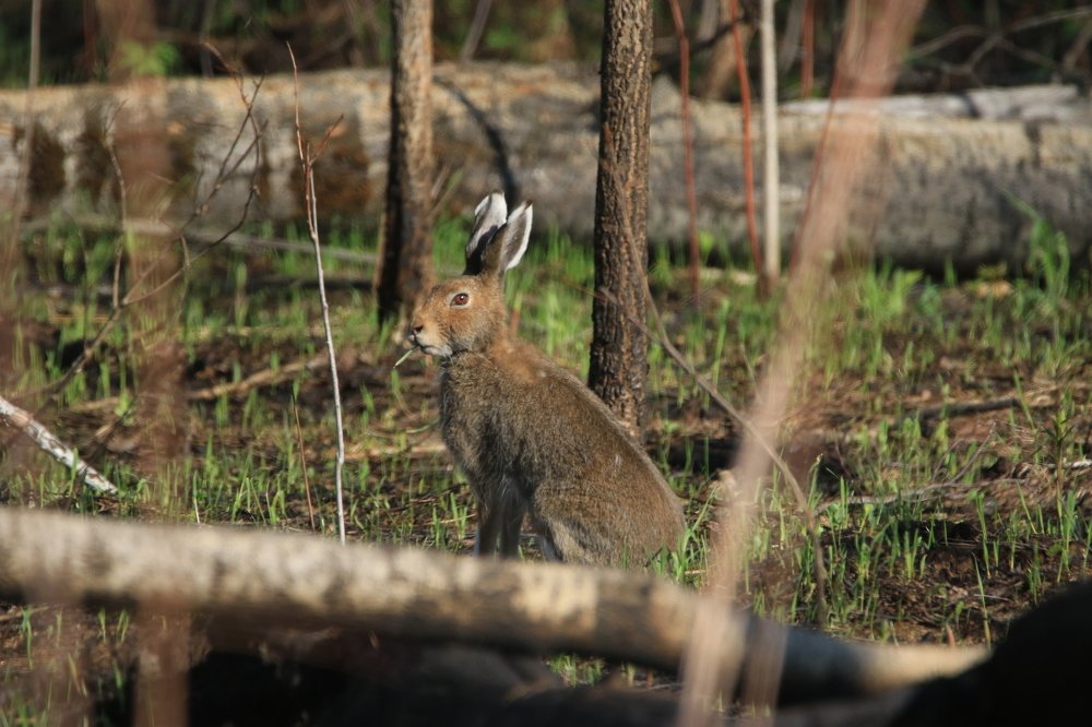 Лесная статуэтка