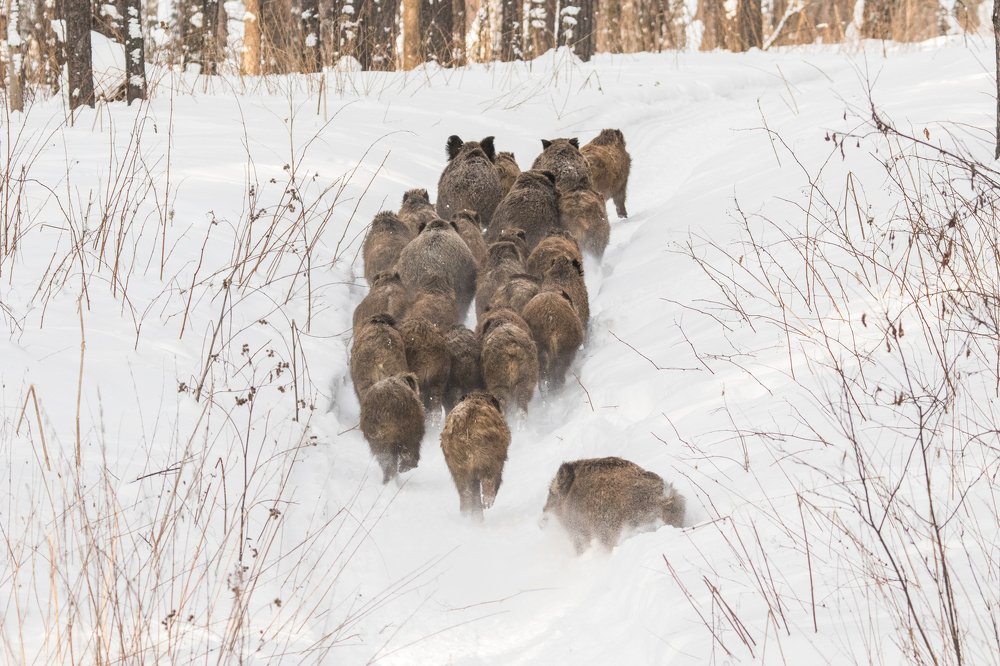 Лесной киш-миш