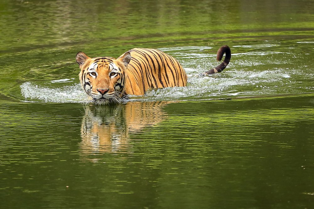 Photograph by HARIBABU BEERELLI