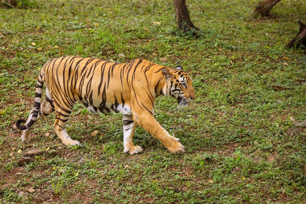 Photograph by HARIBABU BEERELLI