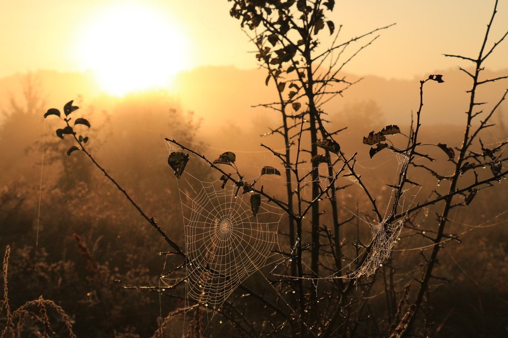 Серебряная паутина