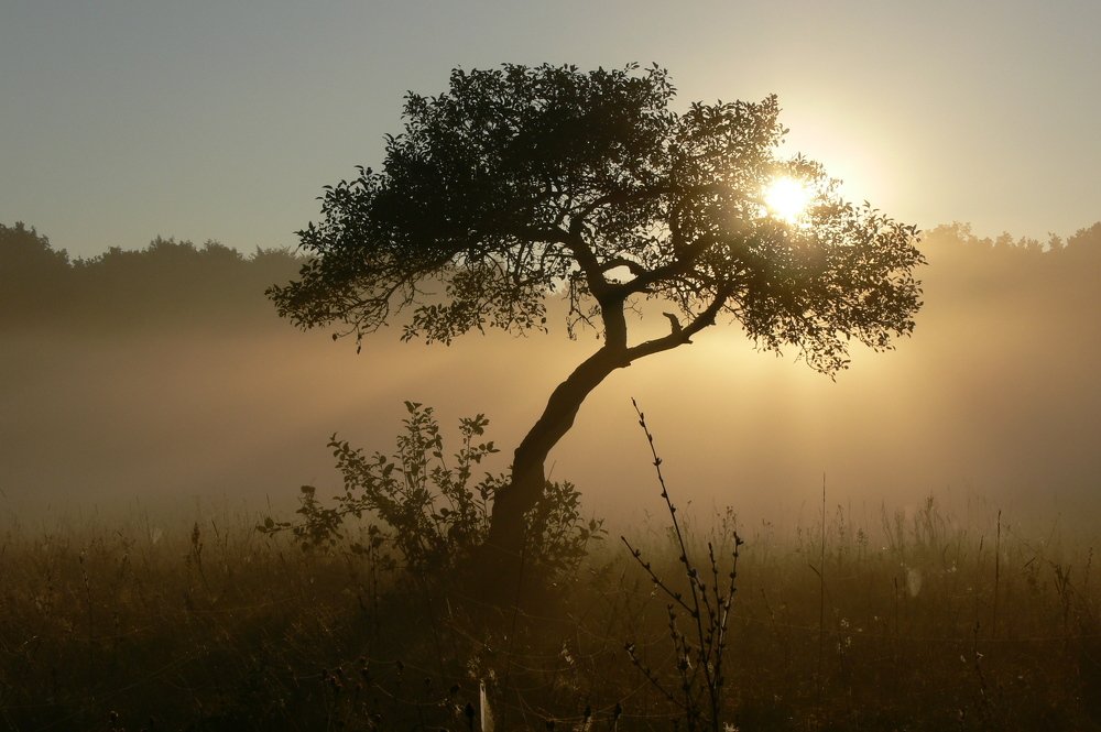 Photograph by Ольга Силакова