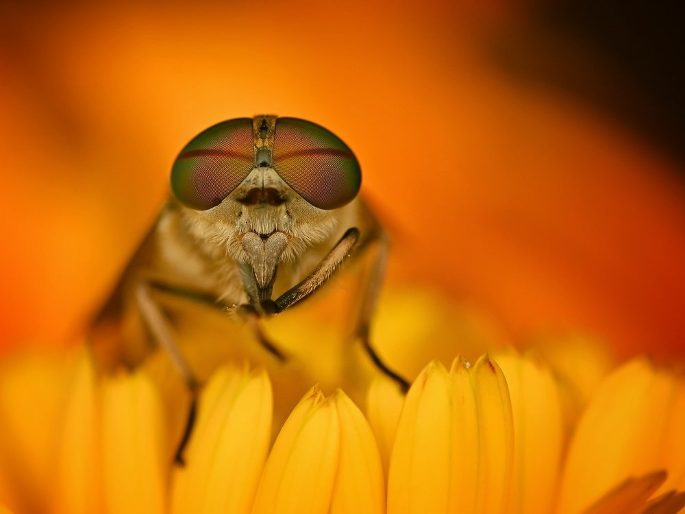 Photograph by Michael Gerhold