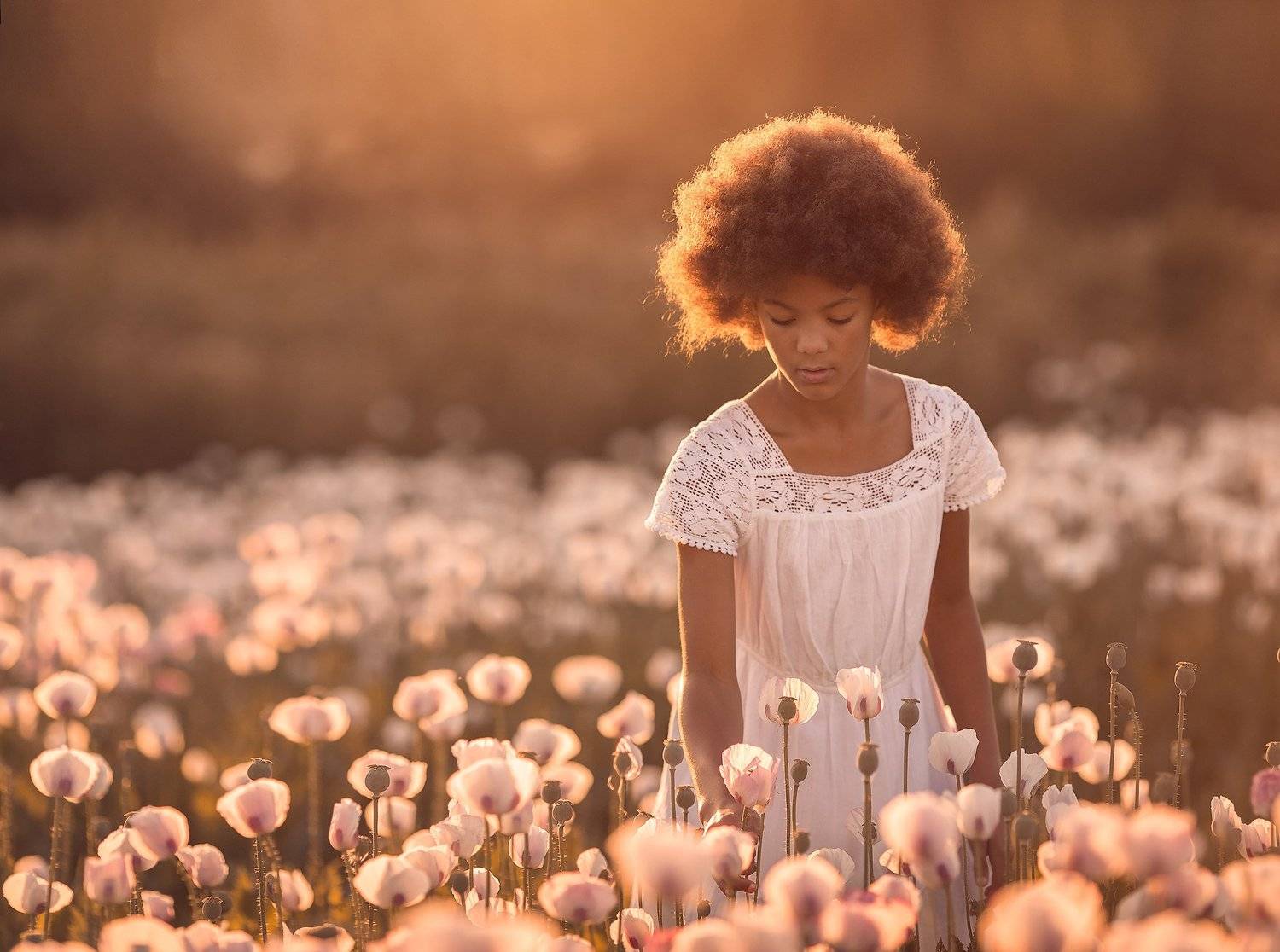 Sunset in white poppies
