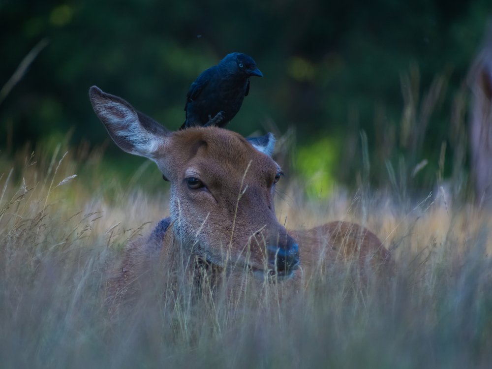 Фотография автора Anandhu M