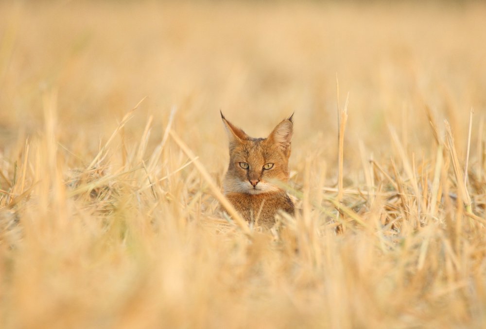 Photograph by Aditya Sapre