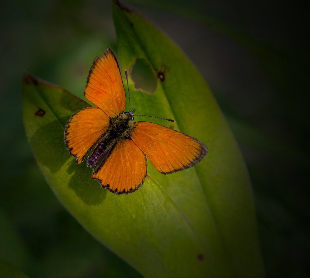 Photograph by Евгений Михеев