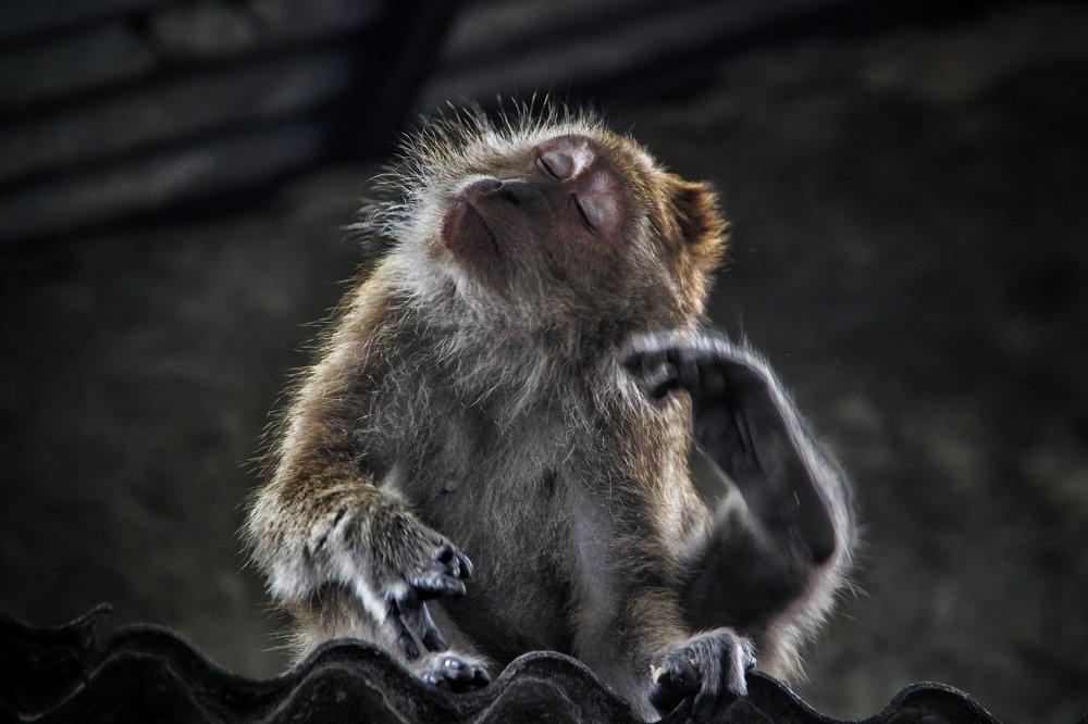 the monkey's expression when scratching his body