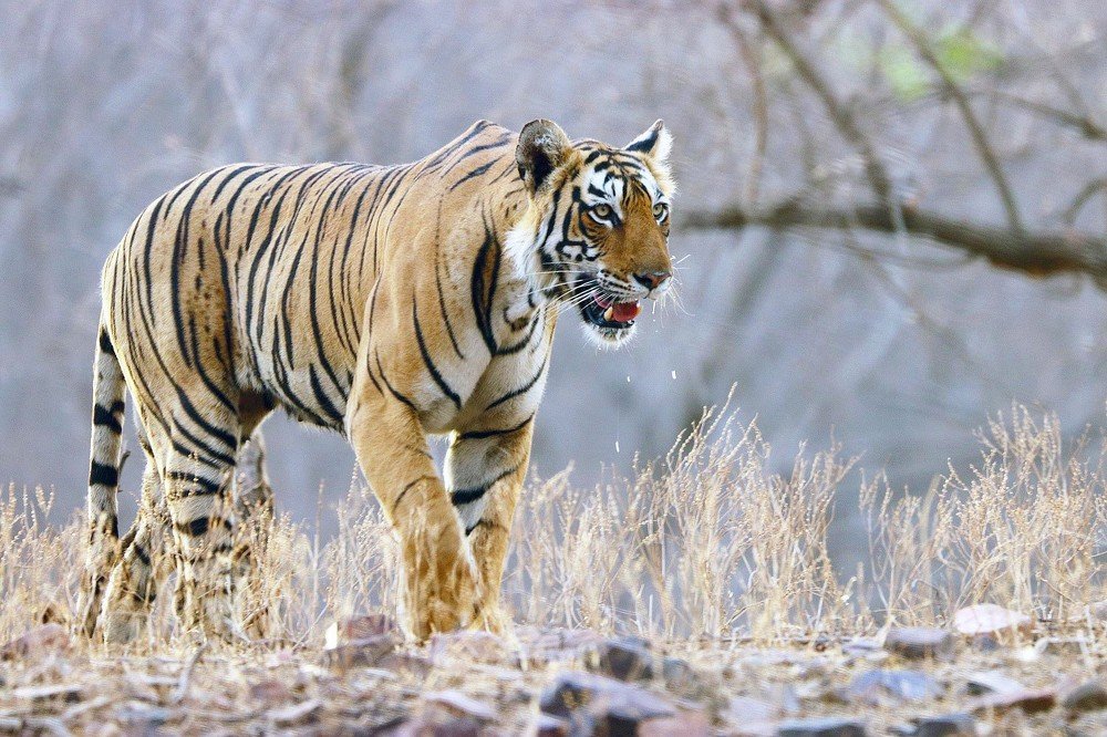 ArrowHead Tigress From Ranthambore National Park