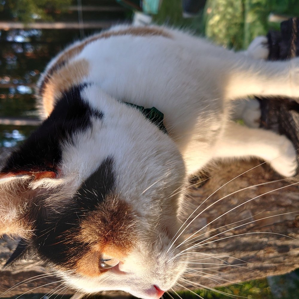 Photo #4829307