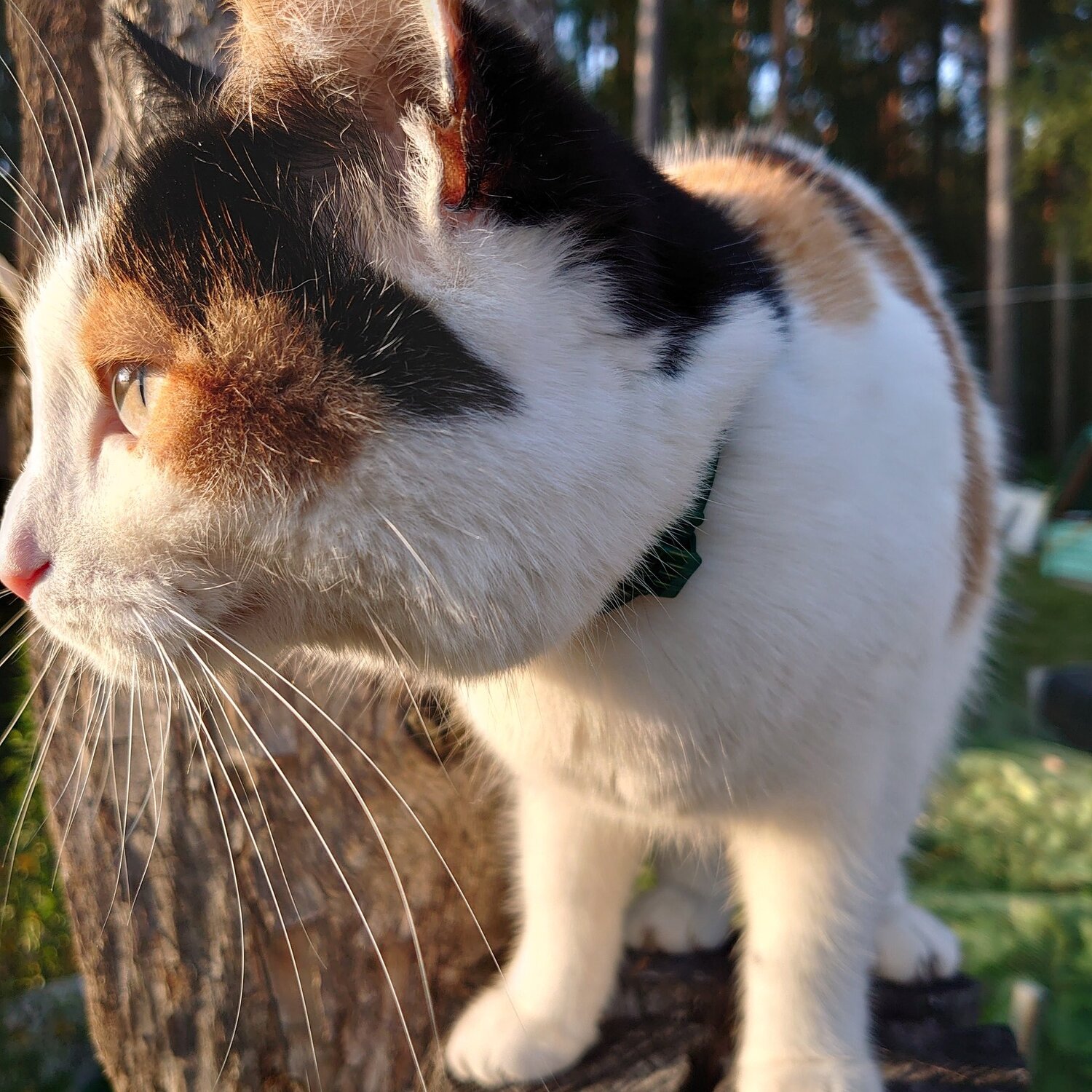 Photo #4829307