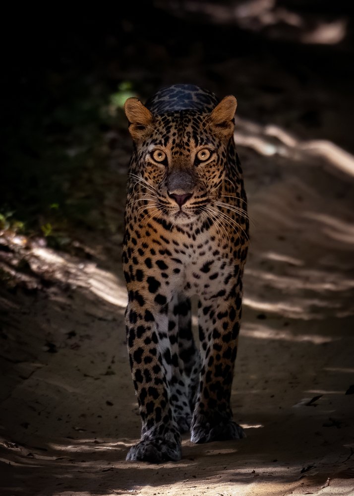 The Ghost & The Darkness