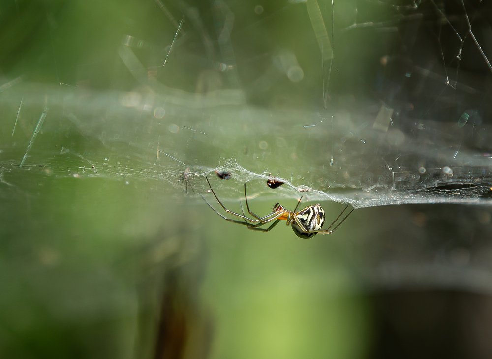 Лесной акробат