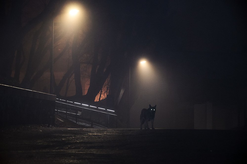 Ночная встреча