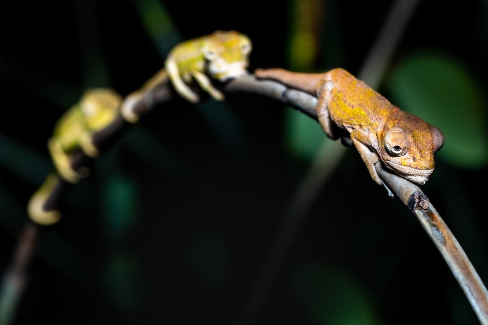 Photograph by Petro Hartman