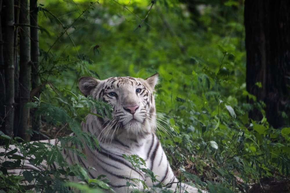 Photograph by Mithun Narayanan