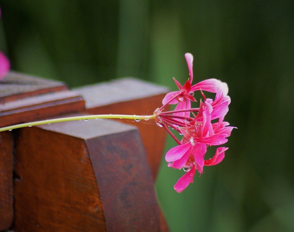 Photograph by Kálmán Rádai