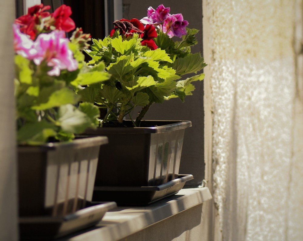 Photograph by Kálmán Rádai