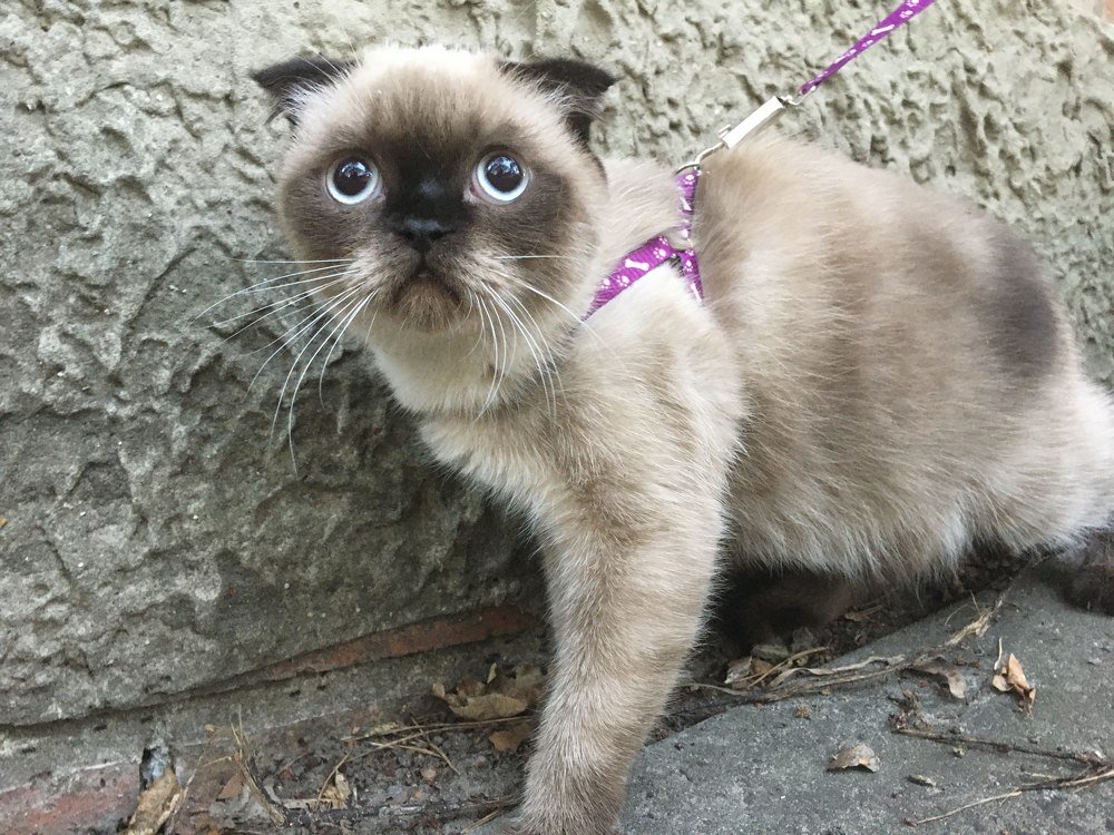 Фотография автора Tetiana Усольцева