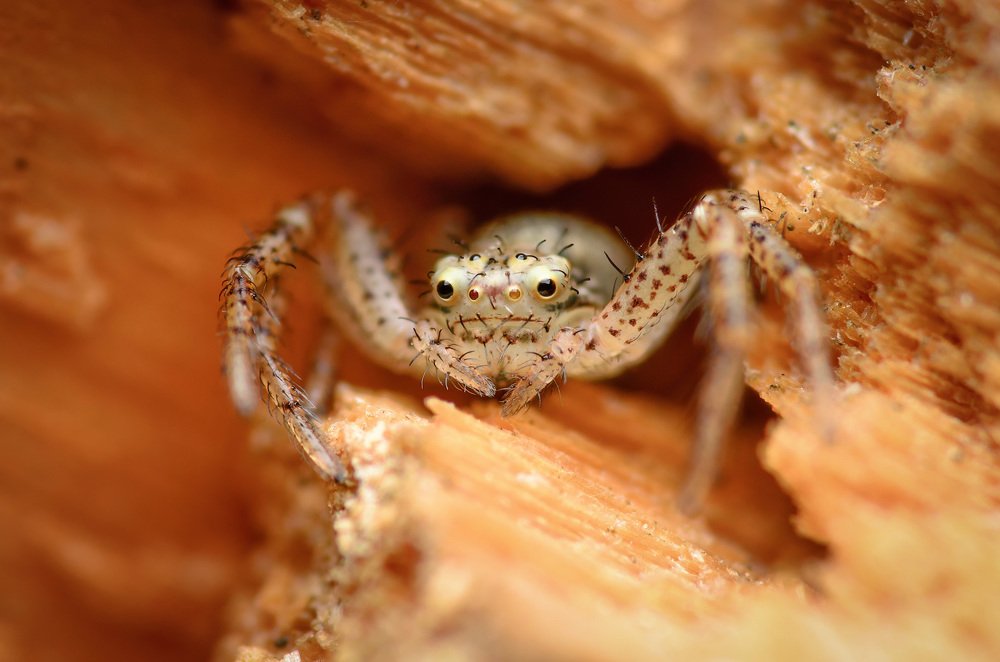 Фотография автора Сергей Чебанов