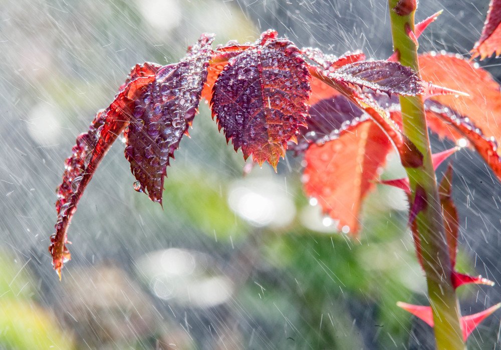 Photograph by Юлія Опанасюк