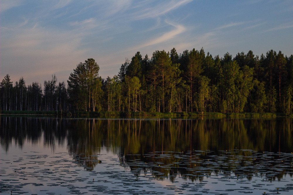 Лес у озера