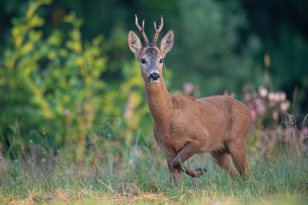 Guardian of the Summer Meadow