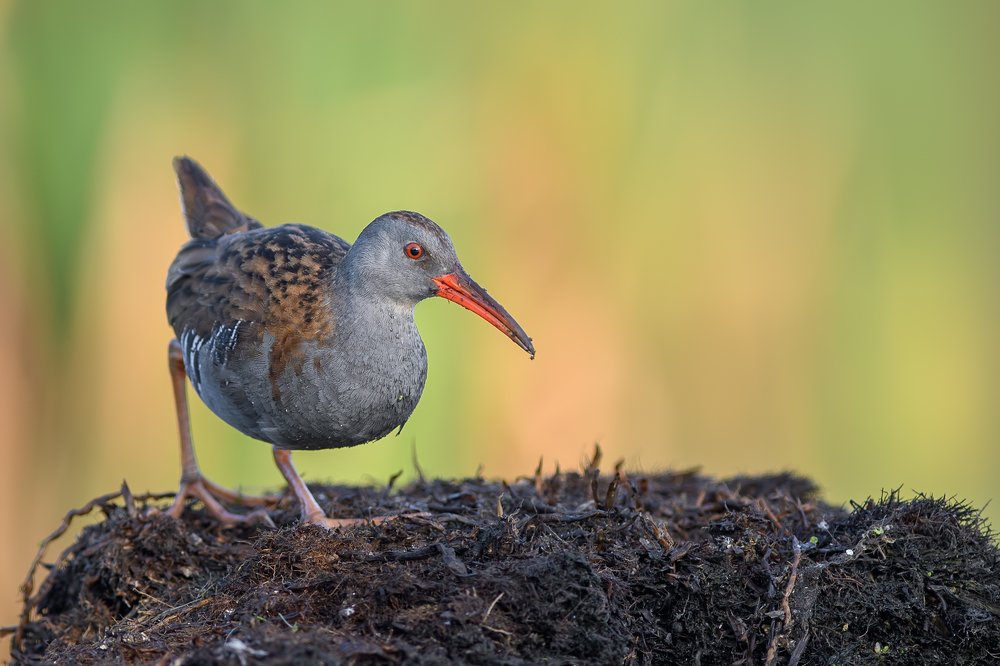 Light of the Wetlands