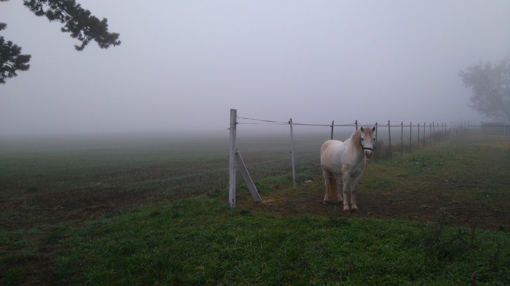 Лошадь в тумане