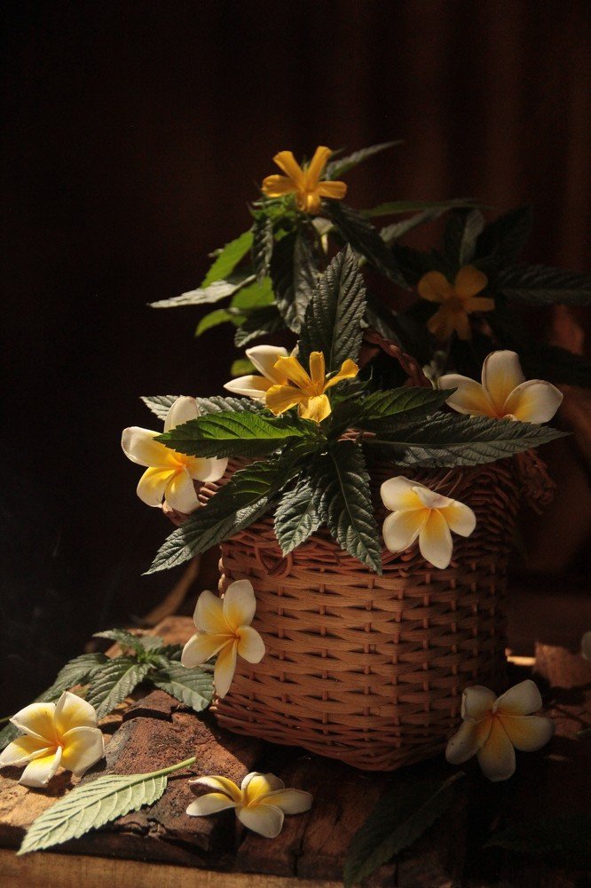 Dramatic Flowers at Morning