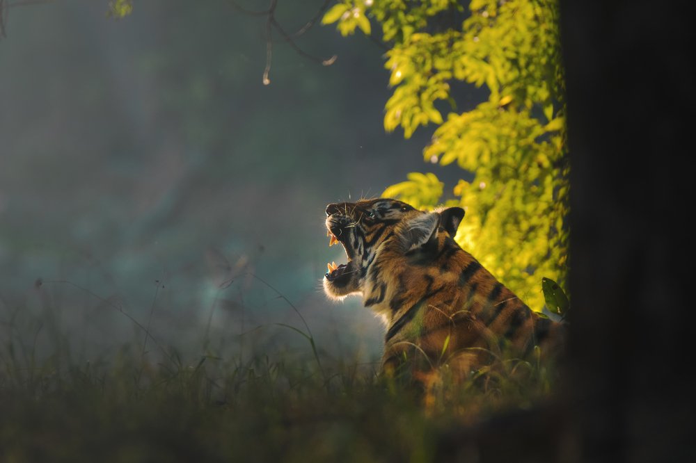 Photograph by Rahul Bansal