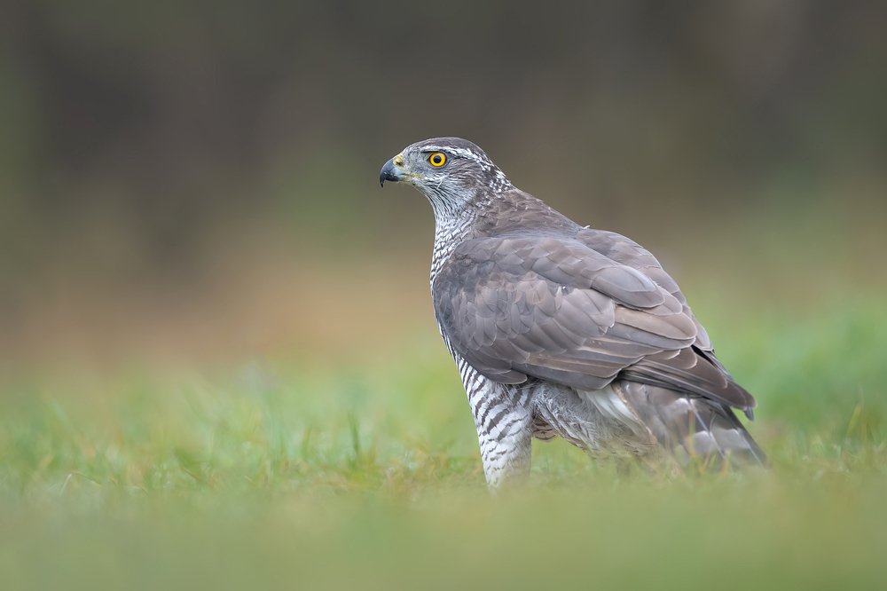 Watcher of the Meadow