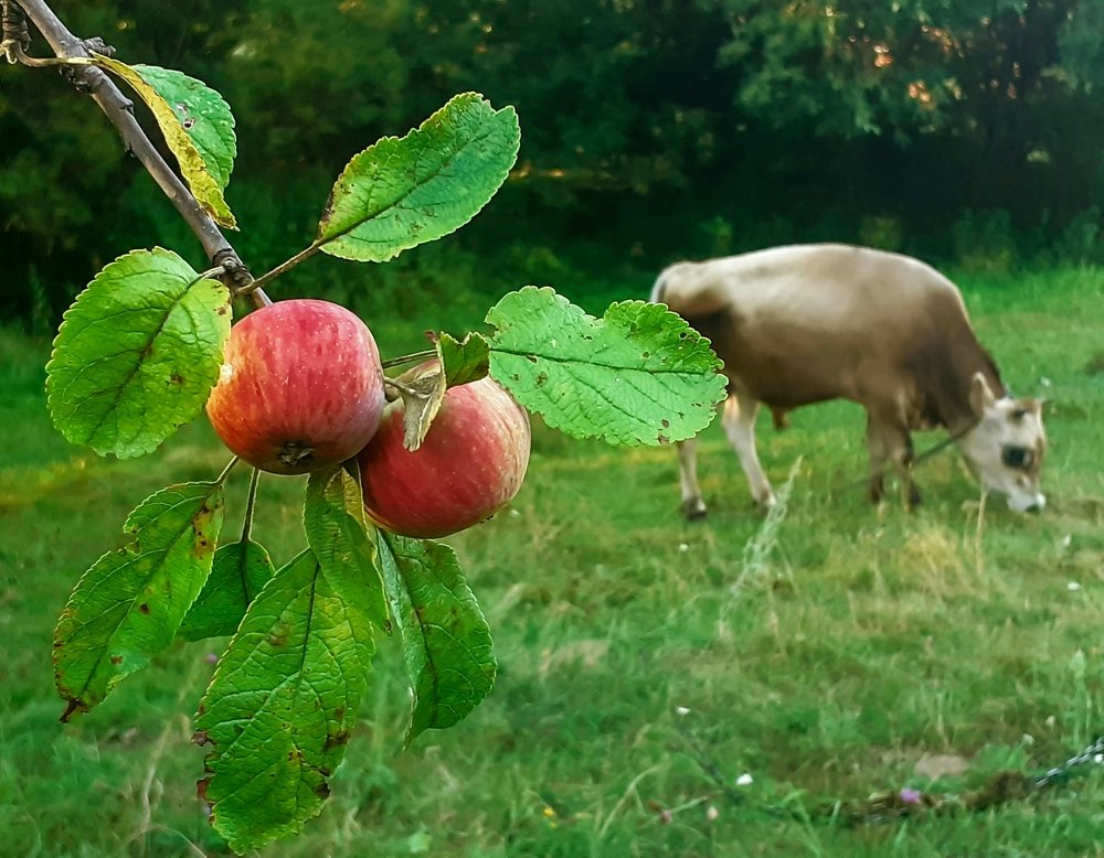 Photograph by Анна Быкова