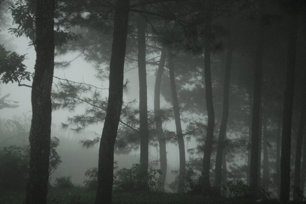 Foggy forest
